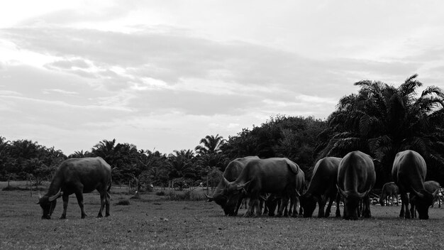 Horses on field against sky