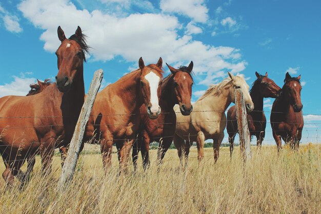 Horses on field against sky