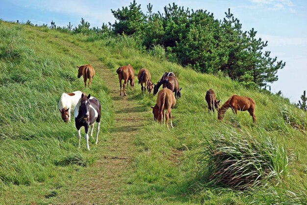 Horses on field against sky