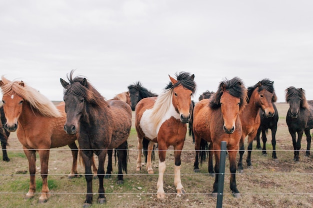 Foto cavalli sul campo contro il cielo