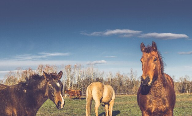 Photo horses on field against sky