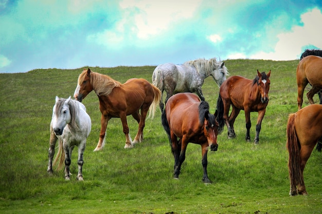 Photo horses on field against sky