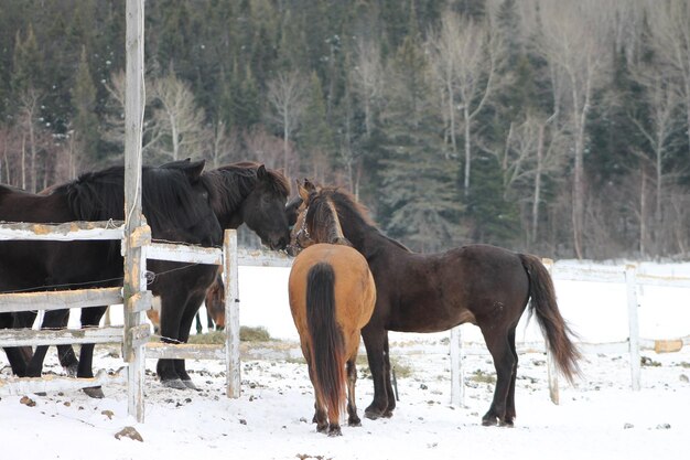 Photo horses on field during winter