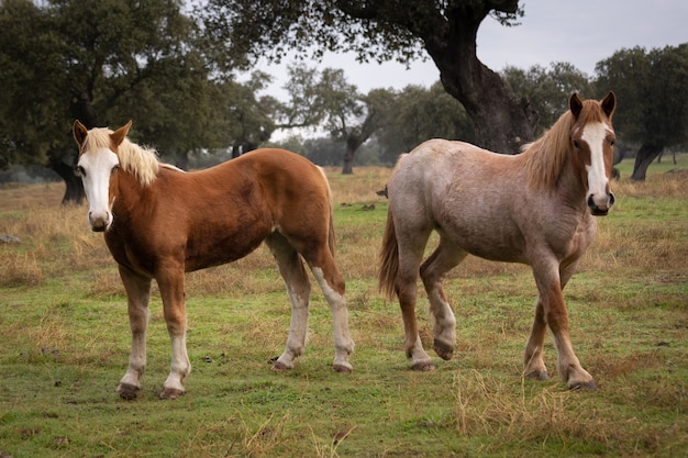 Horses in a field in extremadura.