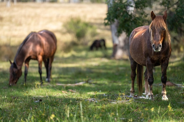 Horses in a field with a tree in the background