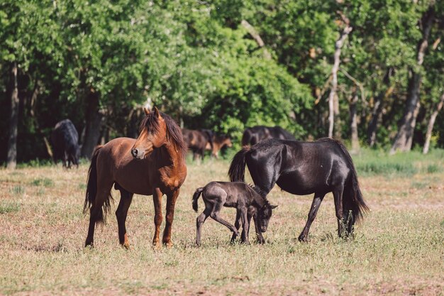 Foto cavalli in un campo