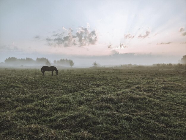 Photo horses in a field