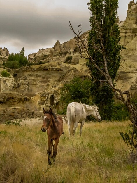 Foto cavalli in un campo