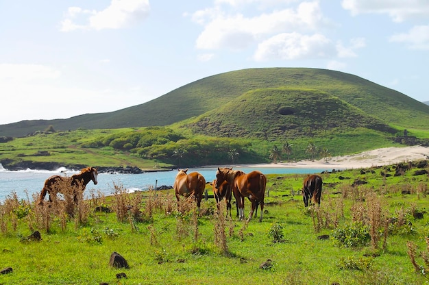 Foto cavalli in un campo