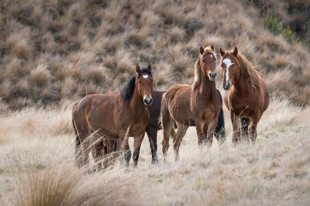 Photo horses in a field