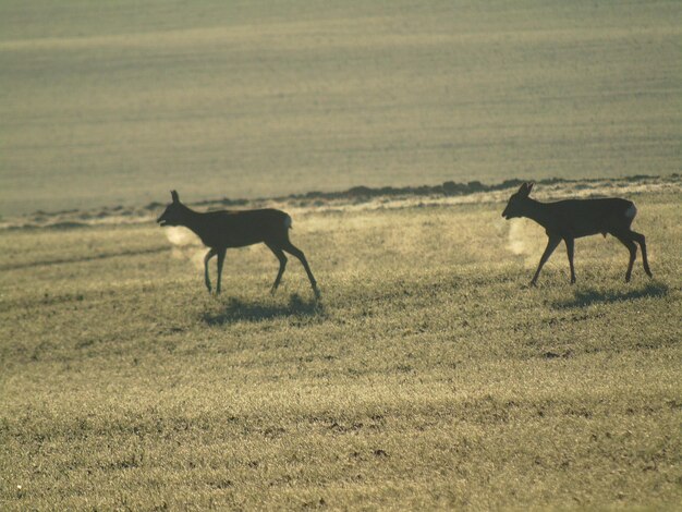 Horses on field