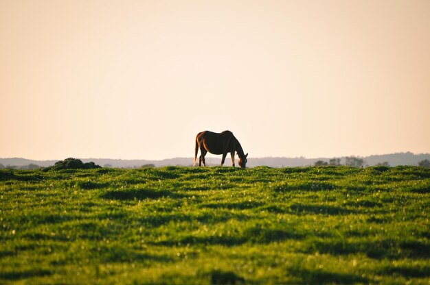 Foto cavalli in un campo