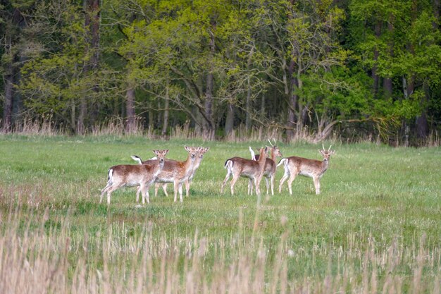 Photo horses in a field