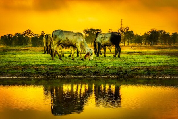 Horses in a field