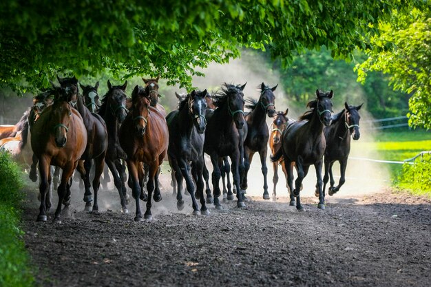 Photo horses on field