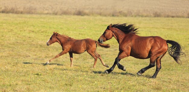 Photo horses on field