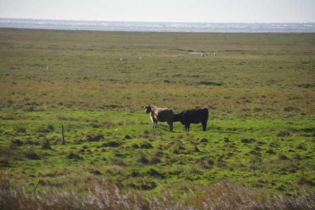 Photo horses in a field