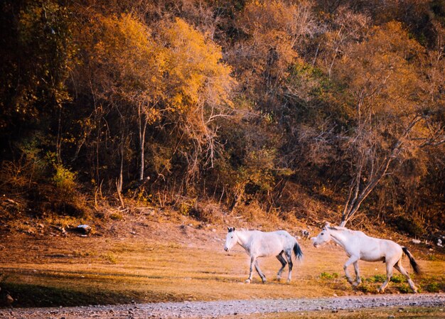 Horses in a field