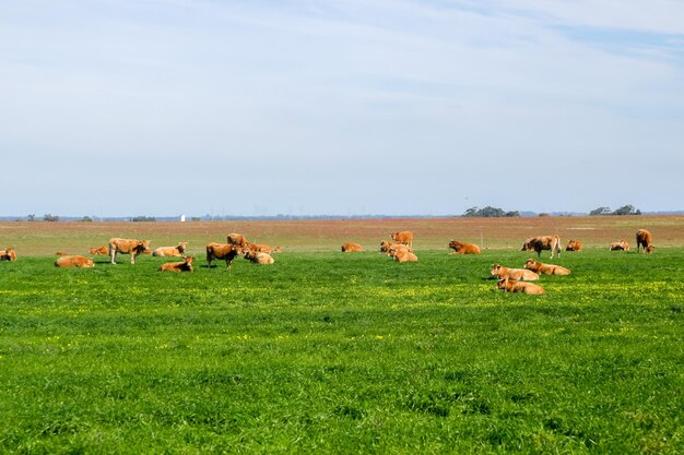 Photo horses in a field