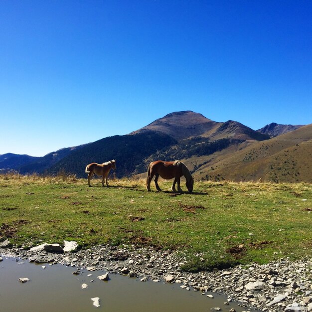 Horses in a field