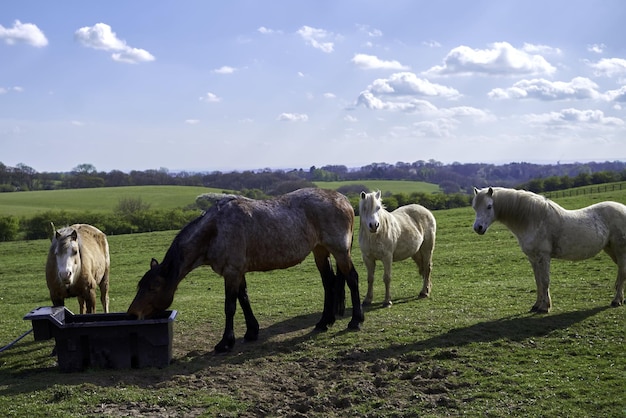 Foto cavalli in un campo