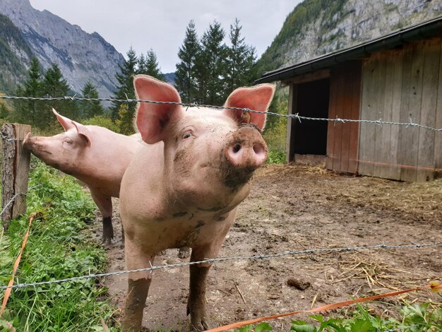 Foto cavalli in un campo