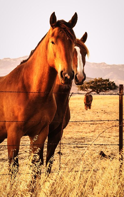 Foto cavalli sul campo