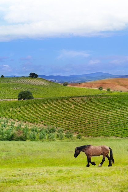 Foto cavalli in un campo