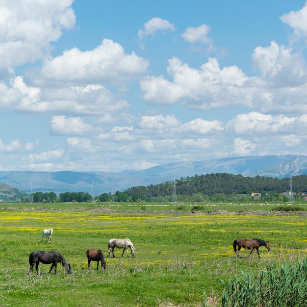 Photo horses in a field