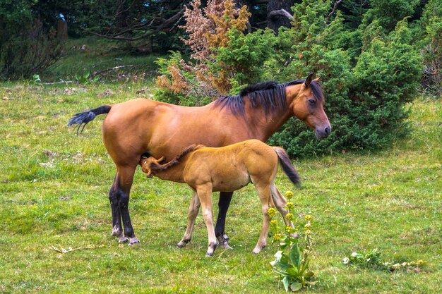 Foto cavalli in un campo