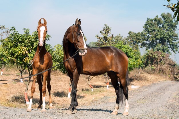 Foto cavalli in un campo