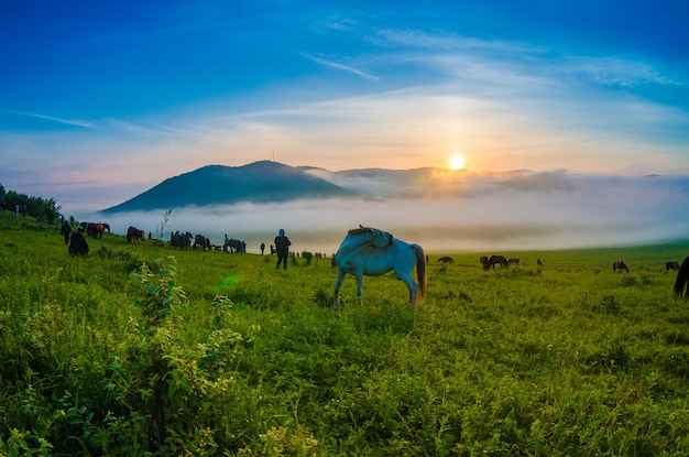 Horses in a field