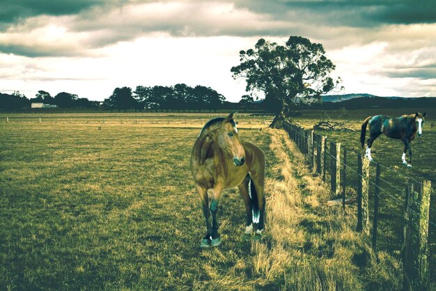 Photo horses in a field