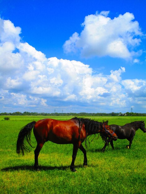 Horses in a field