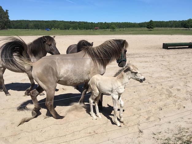 Horses on a field