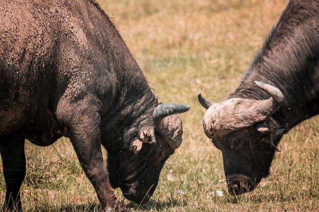 Foto cavalli in un campo