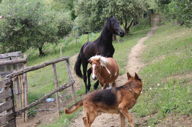 Photo horses in a field