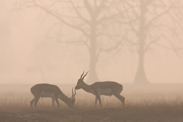 Photo horses in a field