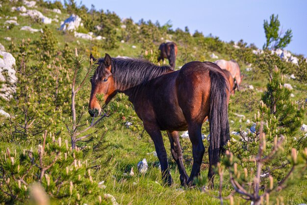 Foto cavalli in un campo