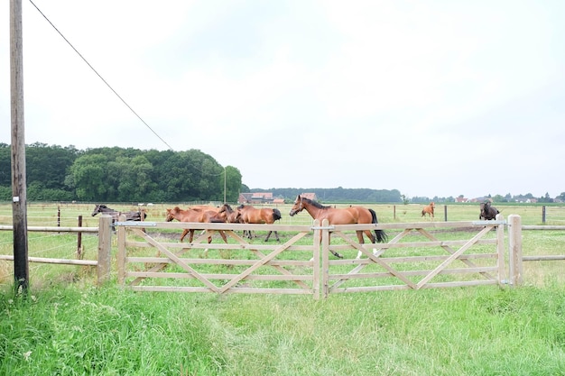 Photo horses on field