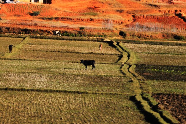 Photo horses in a field