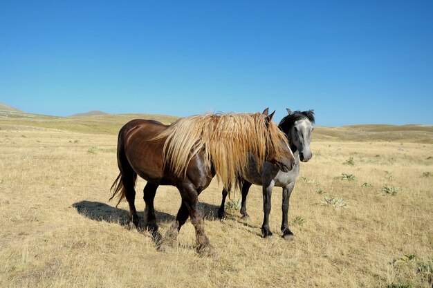 Foto cavalli in un campo