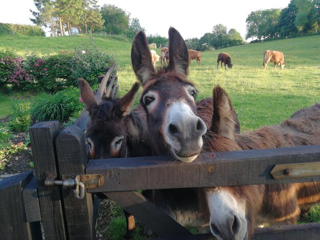 Photo horses in a field