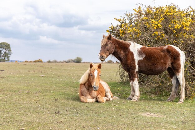 Horses in a field