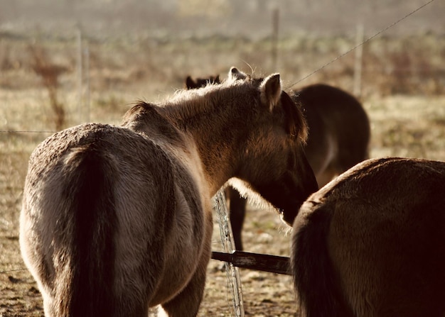 Photo horses in a field