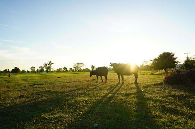 Photo horses in a field