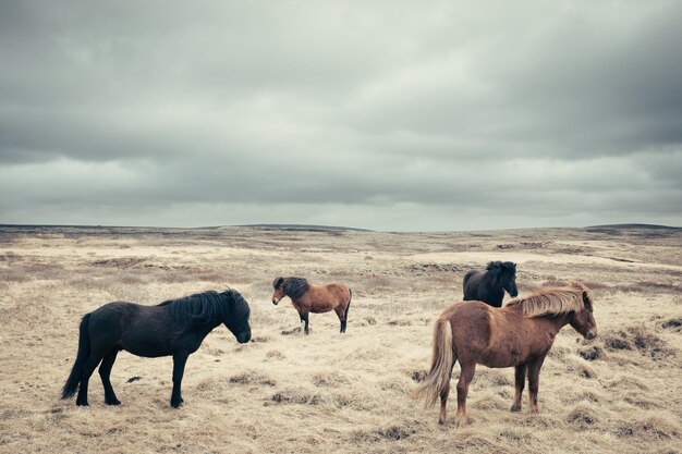 Photo horses on a field