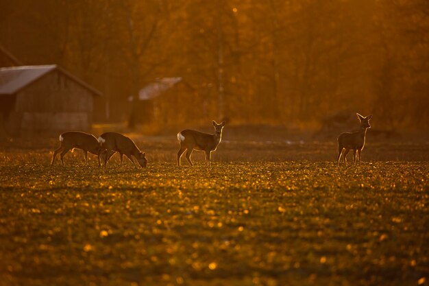 Photo horses on field