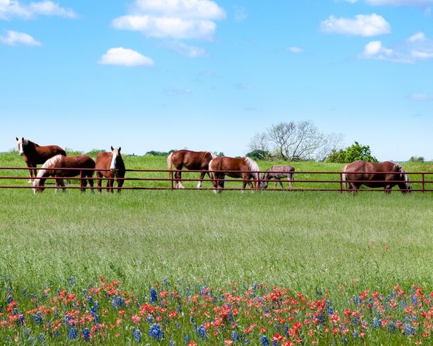 Photo horses on a field