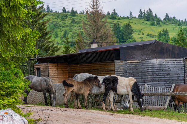 Horses in a field